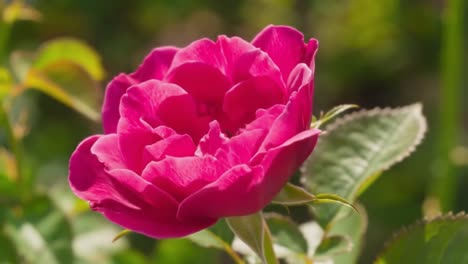 a vibrant pink rose opens its petals in a lush garden, surrounded by rich green leaves. the warm summer afternoon sun highlights its delicate beauty, attracting attention.