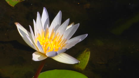 the white petals of a water lily extend from the yellow center