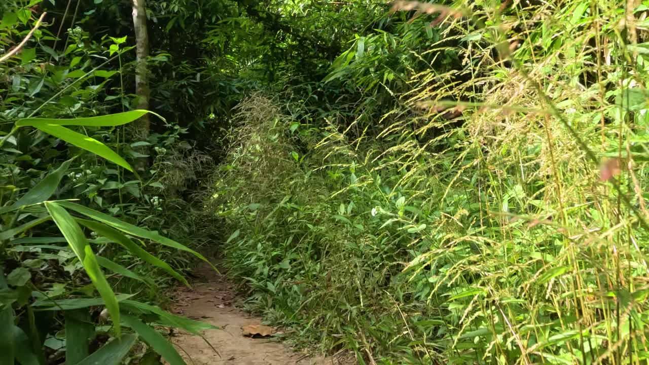 Esplorando un sentiero nella giungla lussureggiante e verde