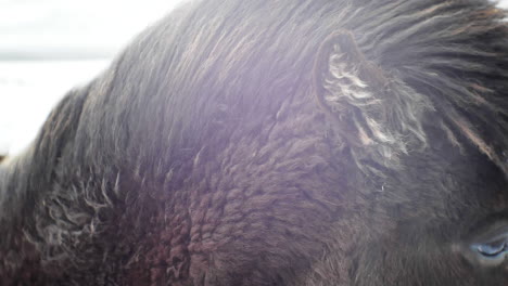 primer plano de un caballo islandés negro en un ambiente frío