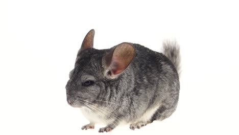 Gray Chinchilla