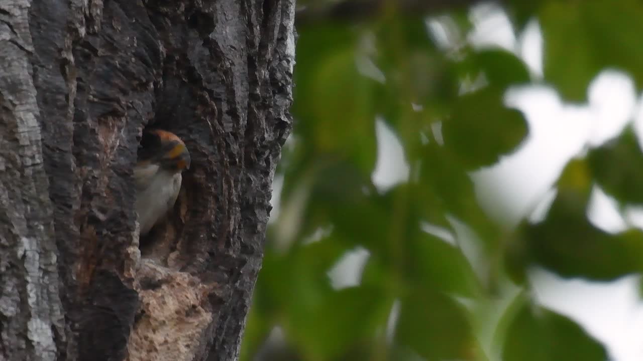 el falconet de muslo negro es una de las aves rapaces más pequeñas que se encuentran en los bosques de algunos países de asia