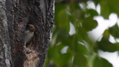 El-Falconet-De-Muslo-Negro-Es-Una-De-Las-Aves-Rapaces-Más-Pequeñas-Que-Se-Encuentran-En-Los-Bosques-De-Algunos-Países-De-Asia