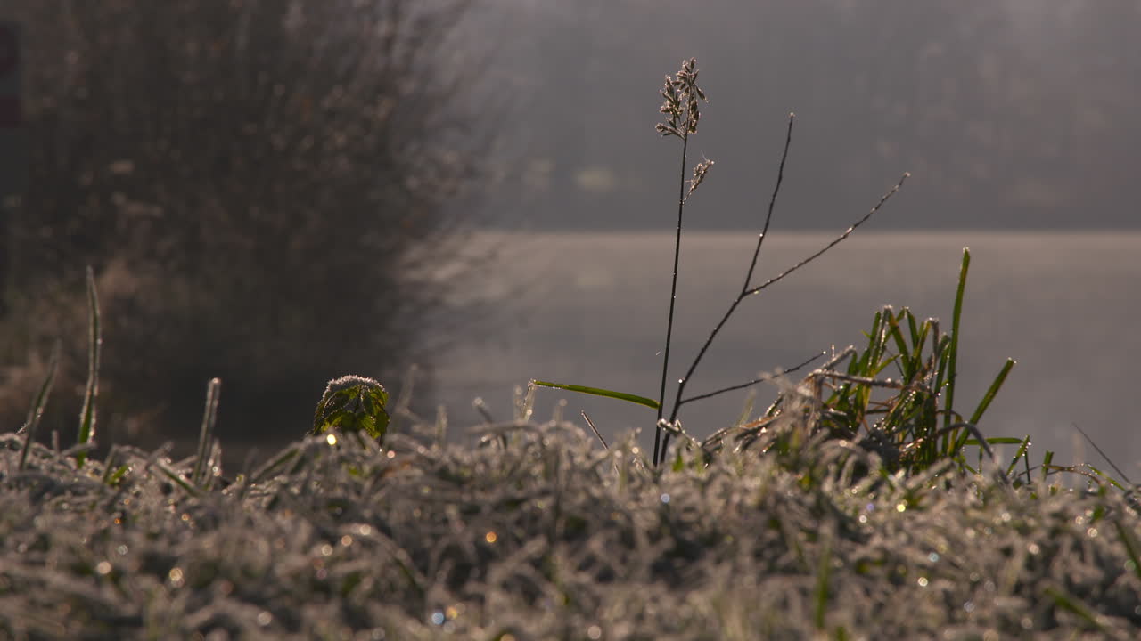 이른 아침에 서리가 내린 잔디를 닫습니다