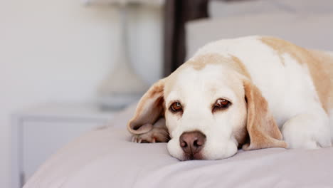 a senior dog lying on bed, looking tired and calm