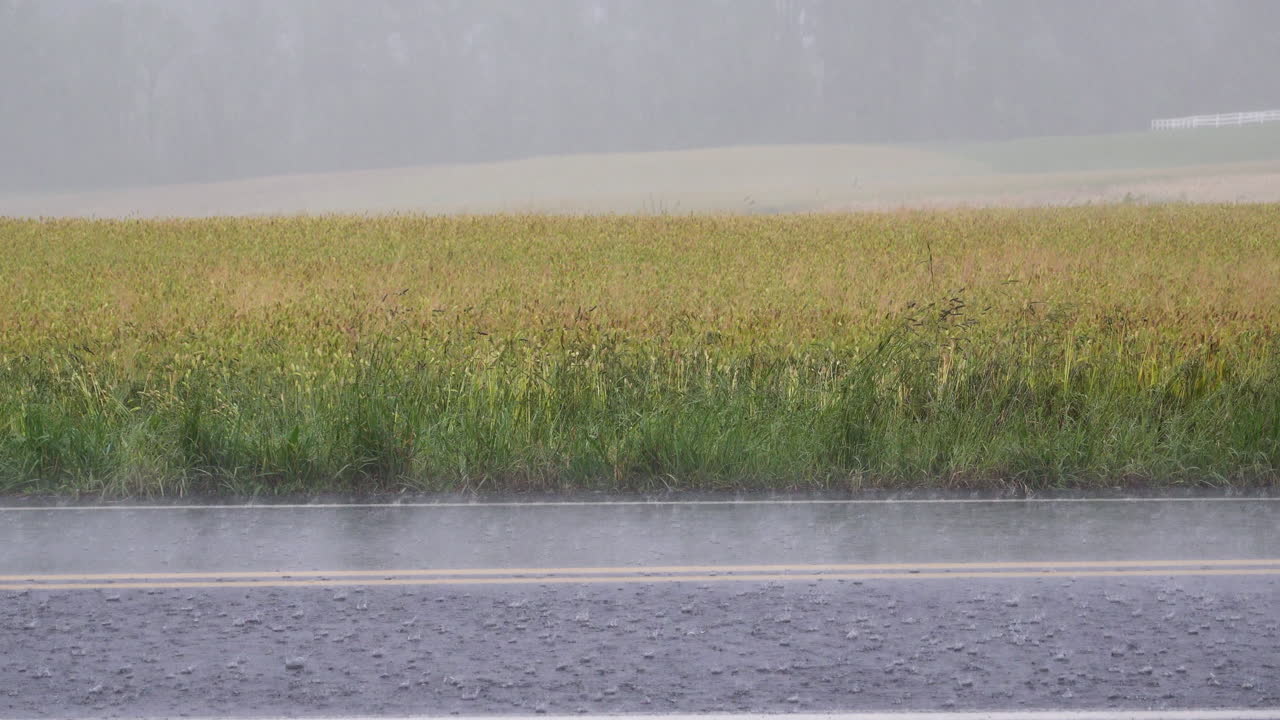 mirando al otro lado de la carretera hacia un campo de trigo durante un fuerte aguacero