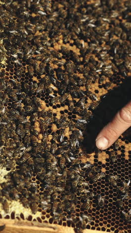 hand of beekeeper is working with bees and beehives on the apiary. bees on honeycombs. frames of a bee hive vertical video
