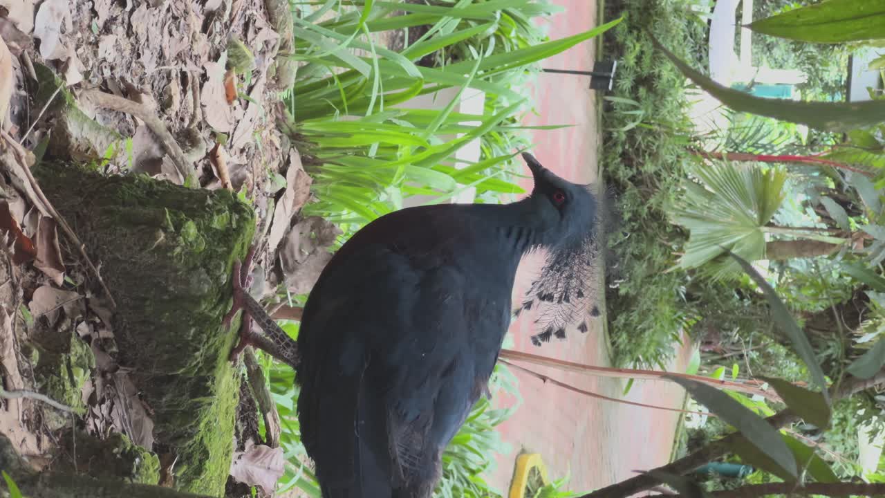 Elegante colombo coronato di Vittoria con una corona naturale sulla testa