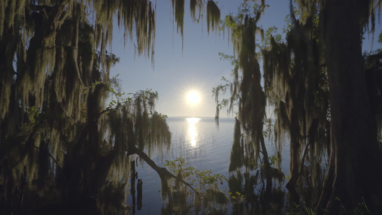 Cypress Tree Spanish Moss Lake Sunrise