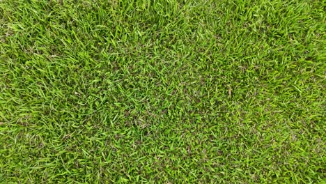 aerial view of lush green grass landscape