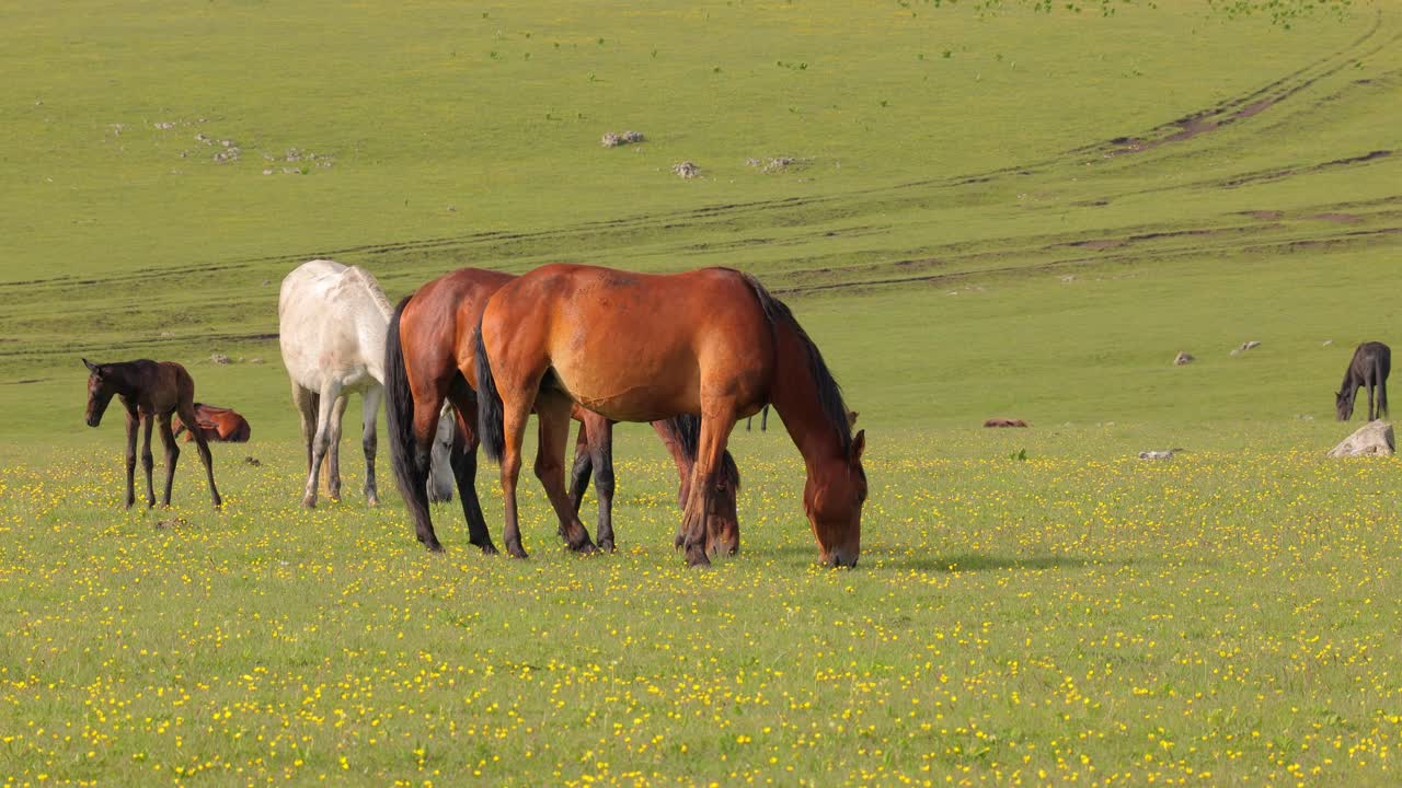 caballos pastando en un prado verde en un paisaje de montaña.