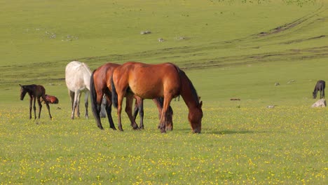 horses grazing on a green meadow in a mountain landscape.