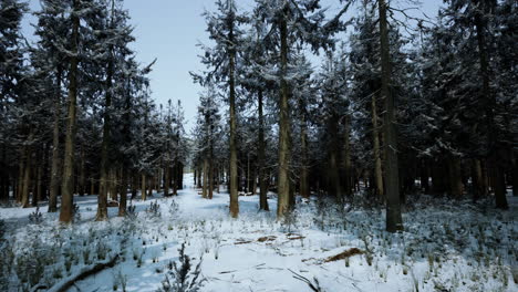 Winter-pine-tree-forest-with-snow-on-trees