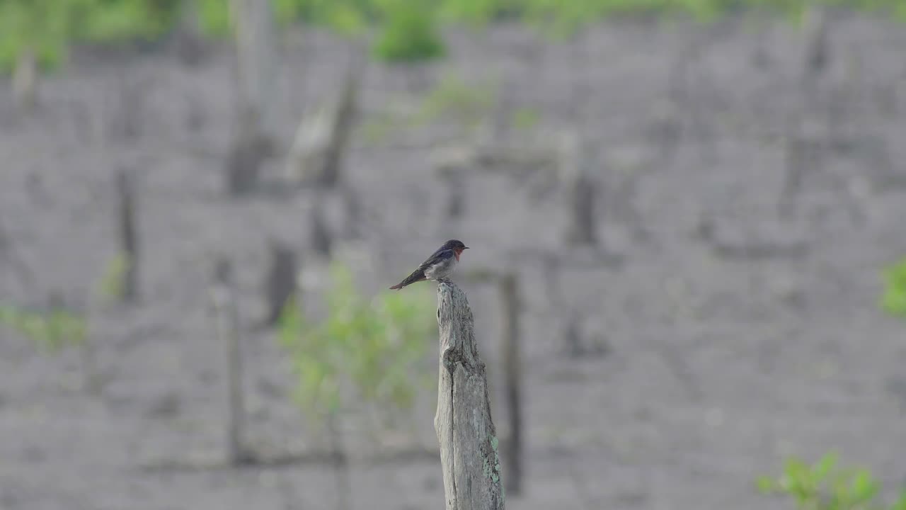 golondrina del pacífico volando y posándose sobre un árbol muerto