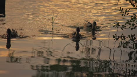 Beautiful-shot-of-three-ducks-swimming-and-floating-on-lake-at-sunset