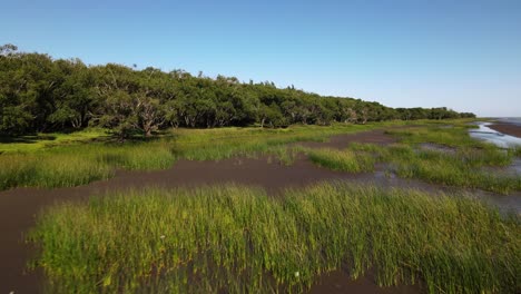 Low-aerial-of-trees,-swamp-and-brown-water-by-bank-of-Rio-de-la-Plata