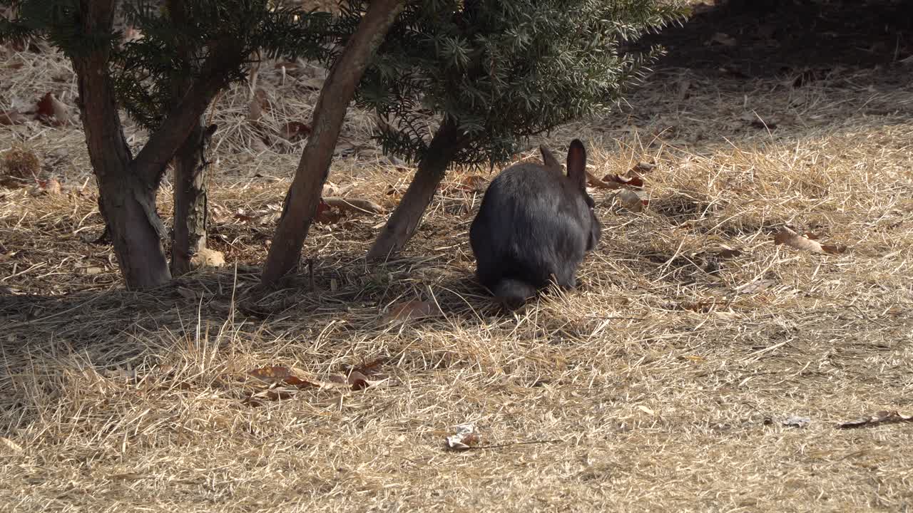nami island closeup conejo negro salvaje comiendo hierba cerca de los abetos