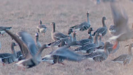 a pair of white-fronted geese with neck rings collars in a flock during migration