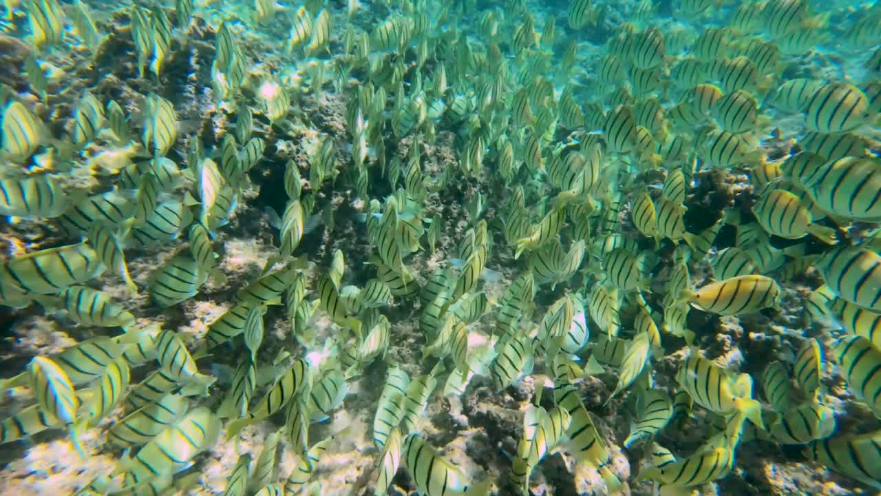 Inquadratura ampia di un banco di pesci tropicali Convict Tang che nuotano lungo la barriera corallina