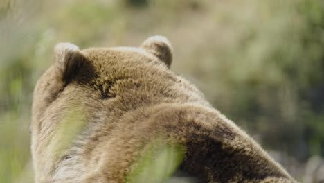 Primer-Plano-De-Un-Gran-Oso-Grizzly-Desde-Atrás