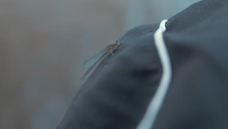 Dragonfly-on-trouser-leg-slow-motion