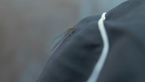 dragonfly on trouser leg slow motion