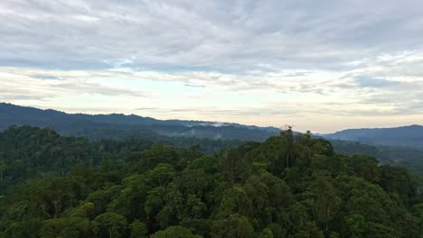 a beautiful forest and nature background showing a rich biodiversity of trees