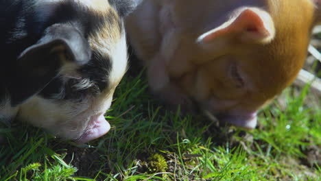 close up of baby pigs eating plants