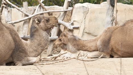 Two-camels-resting-on-a-sunny-day