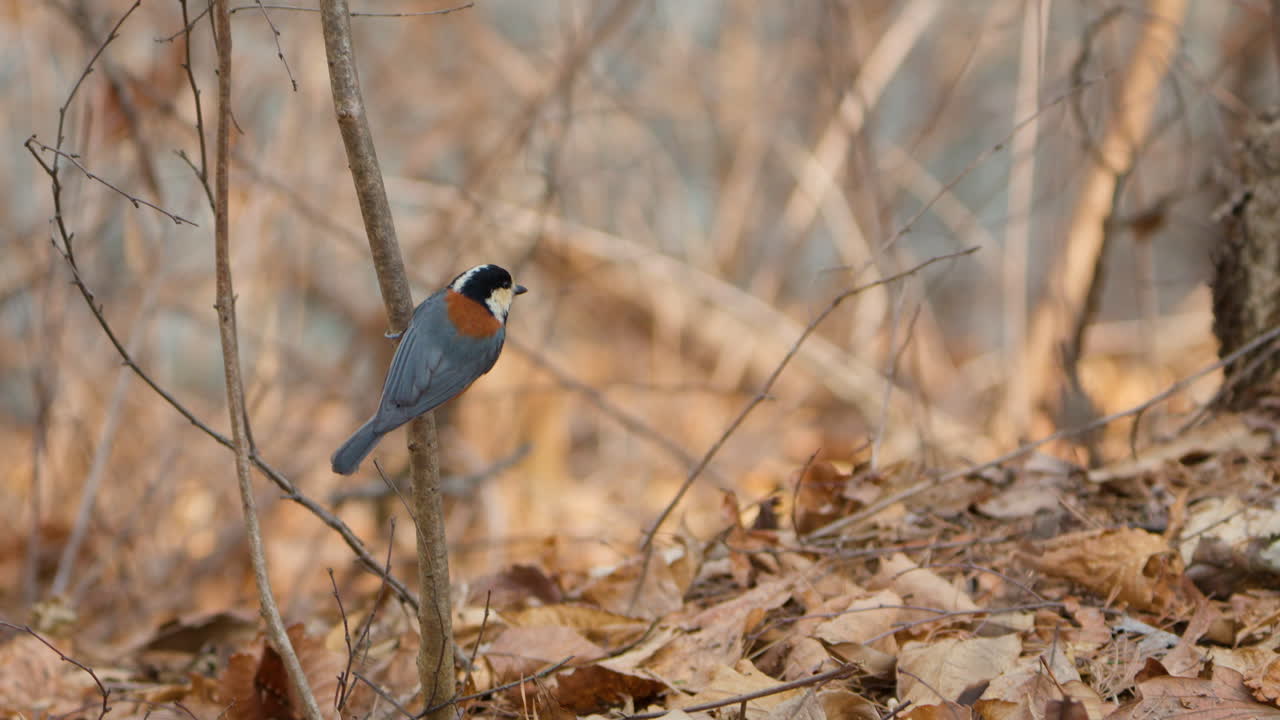variado pájaro tit posado en la rama de un árbol y vuela en cámara lenta - zoom