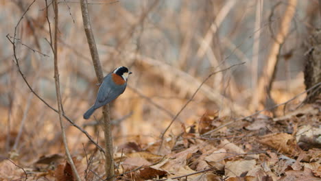 Varied-Tit-Bird-Perched-on-Tree-Branch-and-Flies-Away-in-slow-motion---zooming