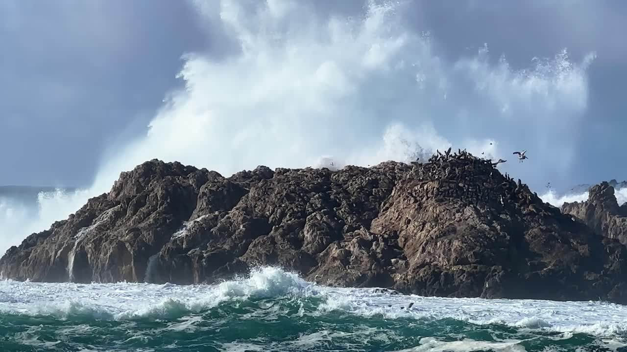 una enorme ola choca contra la roca de los pájaros en la playa de guijarros a lo largo de 17 millas de distancia, vista panorámica de la vida silvestre