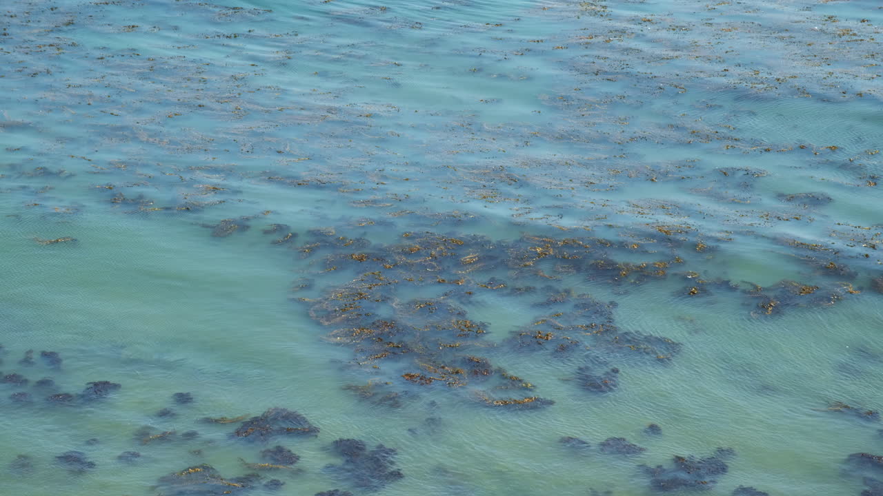 태평양 다시마 숲의 평화로운 파도, 급습하는 갈매기