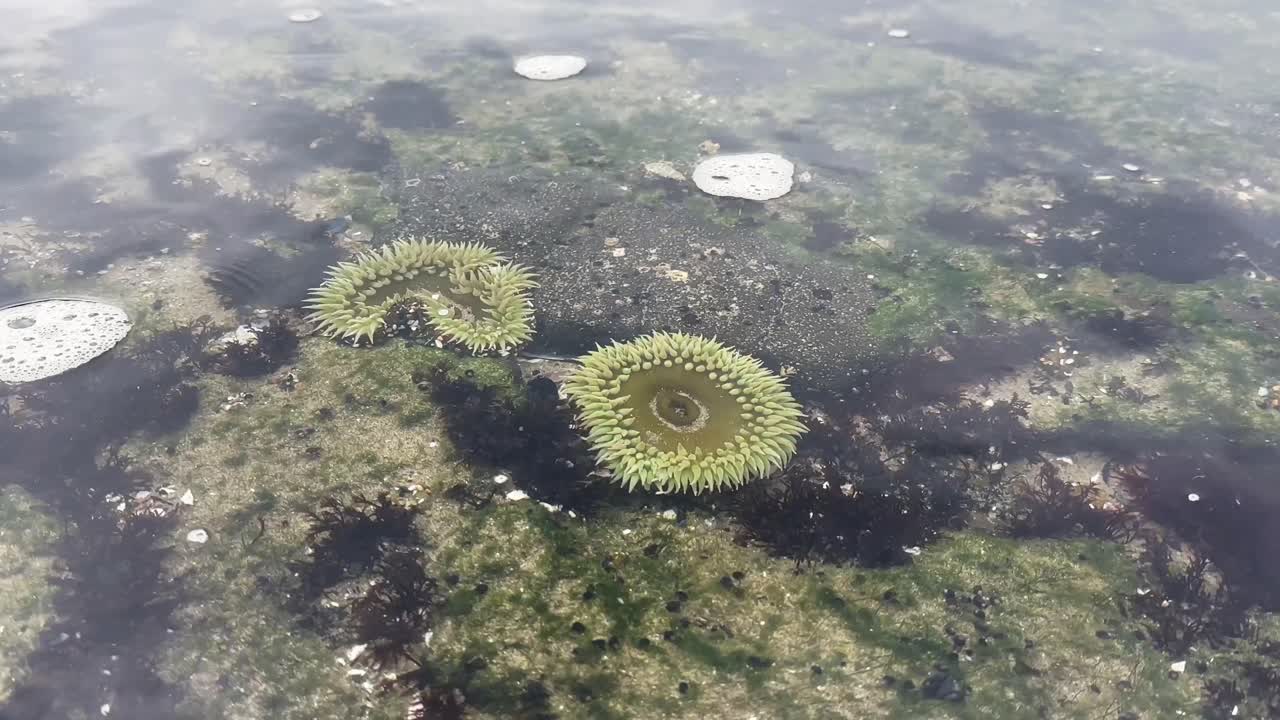 anémonas de mar verdes en aguas poco profundas con burbujas que pasan en las corrientes de marea