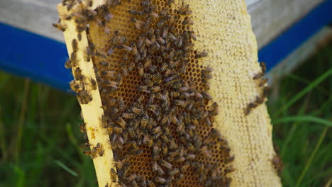 honey bee brood roaming over the honey frame. bee keeping farm on harvesting season. close up.