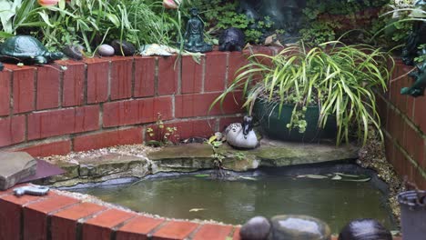 rain falling in garden pond, half speed slow motion