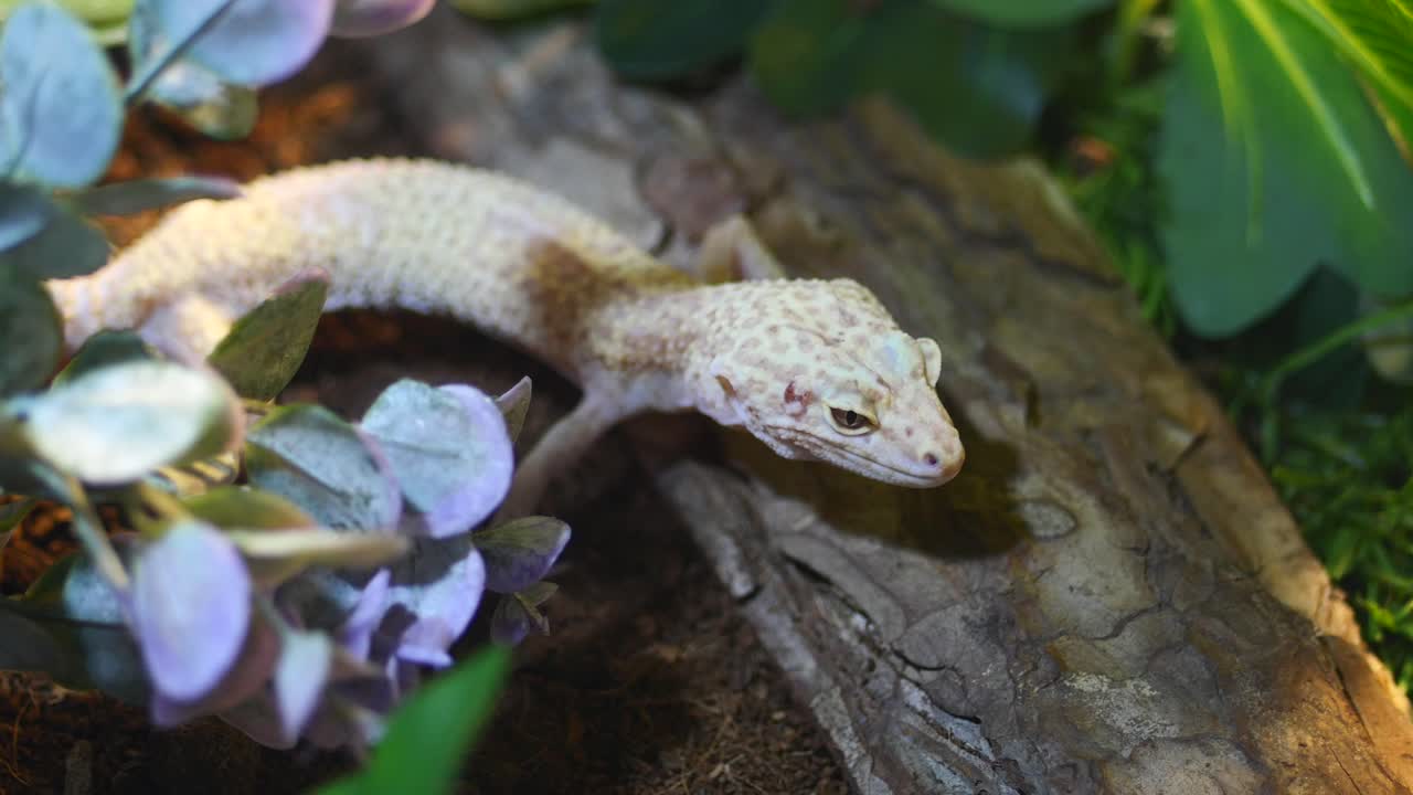 Leopard gecko in its terrarium