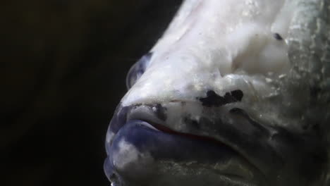 Close-Up-Of-Clown-Knifefish-With-One-Eye-Swimming-In-The-Aquarium