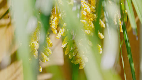 Palm-tree-seeds,-flowers-in-bright-summer-sunlight