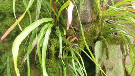 grass-that-grows-on-moss-rocks