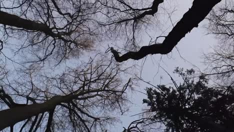 video vertical de caminar entre árboles y ramas de invierno escasos en un bosque de cuento de hadas de ensueño, buscando el modo de retrato aéreo
