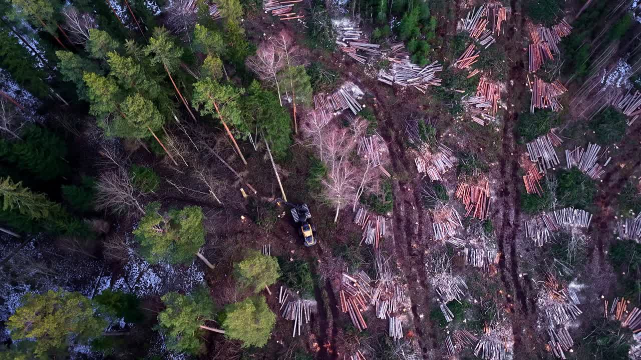 Logging operation clearing forest, showing felled trees and harvester in wide aerial view