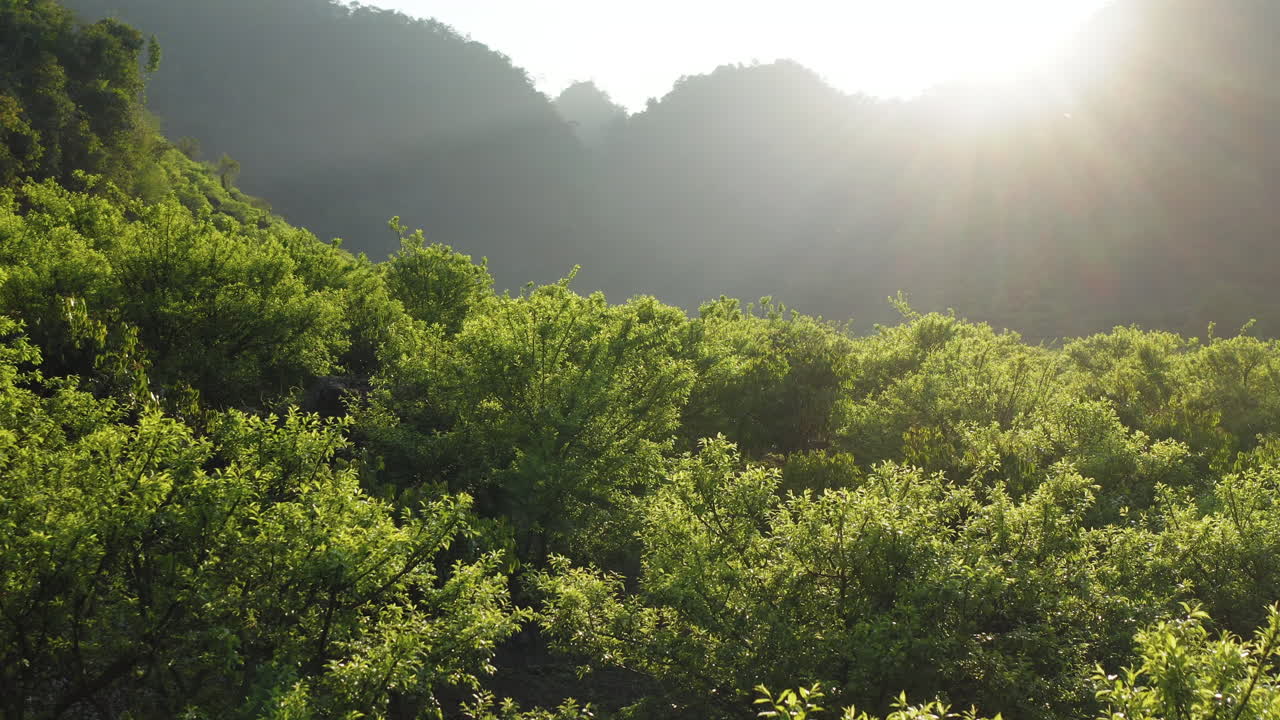 Aerial view over lush treetops in Na Ka Plum Valley, Mộc Châu, Vietnam. Early fruit development under golden sunlight, evokes freshness, growth, and natural tranquility.