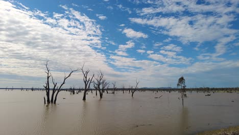 dead tree trunks in brown water lake on a sunny blue sky day