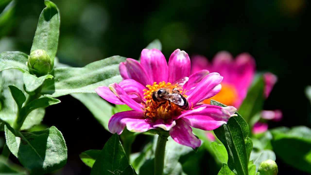 abeja recogiendo polen de la flor