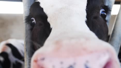 close-up of a curious black and white cow
