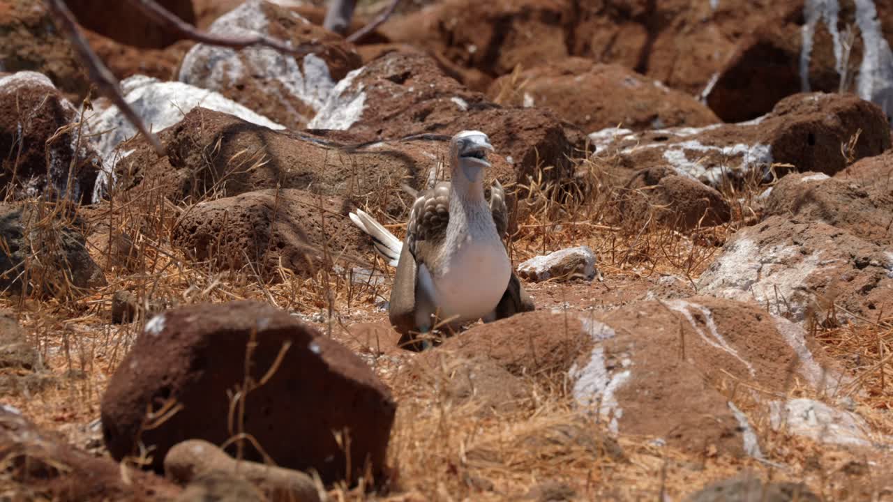 un pájaro de patas azules trata de refrescarse vibrando su garganta en el sol caliente en la isla de north seymour, cerca de santa cruz en las islas galápagos.