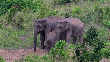 Los-Elefantes-Asiáticos-Son-Especies-En-Peligro-De-Extinción-Y-También-Son-Residentes-De-Tailandia