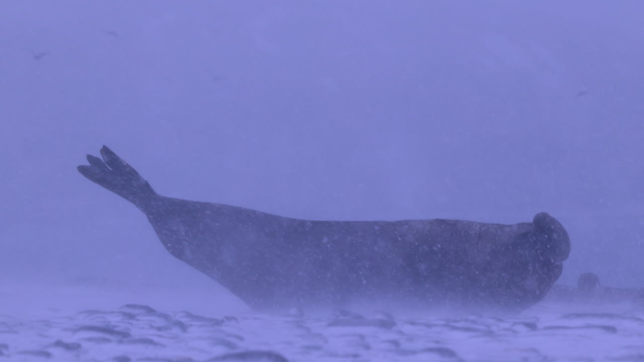 눈보라 속에서 눈 덮인 해변에 있는 수컷 코끼리 바다표범, 그리고 바위가 눕습니다