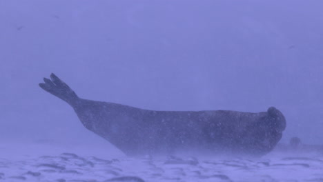 elefante marino macho en una playa cubierta de nieve en una ventisca, las rocas luego se acuesta